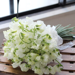 白いスイートピーだけを束ねたクラッチブーケ ブーケ,ホワイト